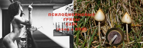 сатива Беломорск