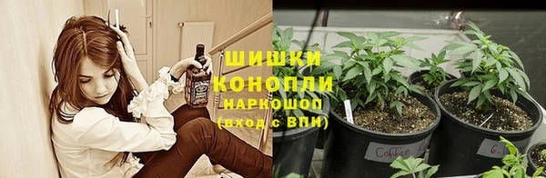 сатива Беломорск